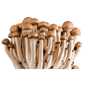 Shrooms
